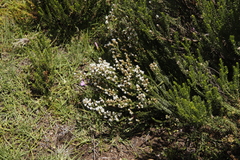 Selago densiflora