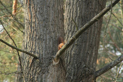 Sciurus vulgaris
