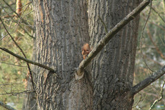 Sciurus vulgaris