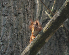 Sciurus vulgaris