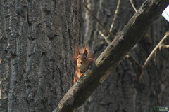 Sciurus vulgaris