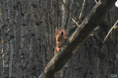 Sciurus vulgaris