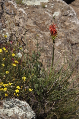 Kniphofia stricta