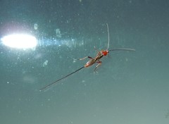 Glyptomorpha pectoralis