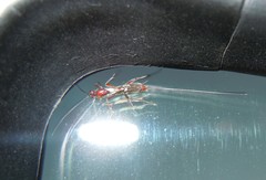 Glyptomorpha pectoralis