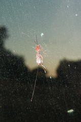 Glyptomorpha pectoralis