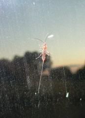 Glyptomorpha pectoralis