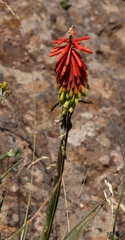 Kniphofia stricta