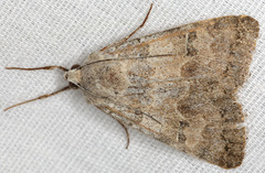 Drasteria scrupulosa