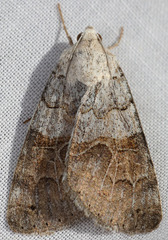 Drasteria scrupulosa