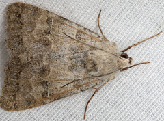 Drasteria scrupulosa