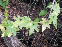 Dioscorea brachybotrya