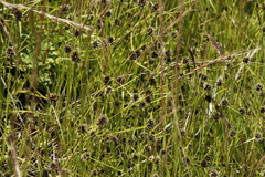 Cyperus teneristolon