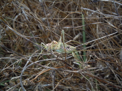 Steropleurus pseudolus