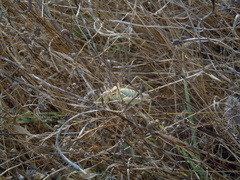 Steropleurus pseudolus