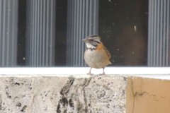 Zonotrichia capensis