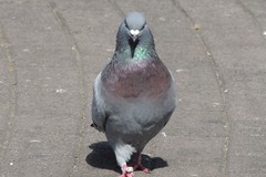 Columba livia