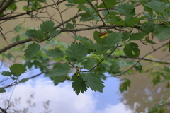 Crataegus wattiana