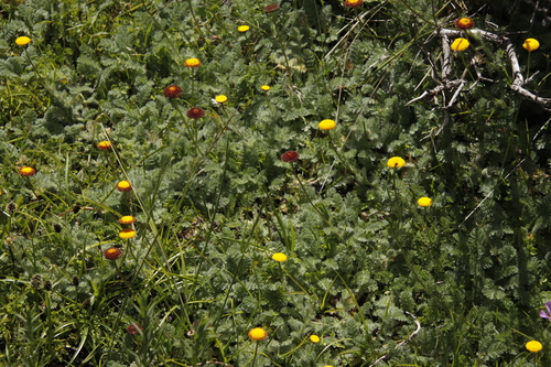 Cotula socialis, photograph 4