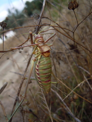 Steropleurus pseudolus
