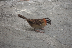 Zonotrichia capensis