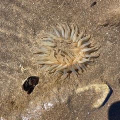 Bunodosoma zamponii