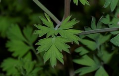 Fumaria macrocarpa