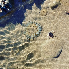 Bunodosoma zamponii