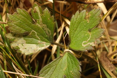 Phytomyza ranunculi