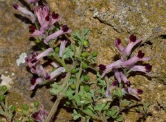 Fumaria bastardii