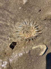 Bunodosoma zamponii