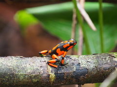 Oophaga solanensis