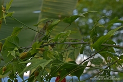 Polychrus gutturosus