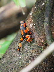 Oophaga solanensis
