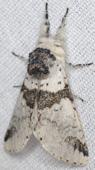 Furcula scolopendrina