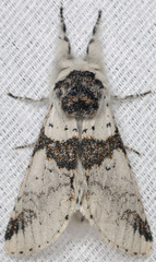 Furcula scolopendrina