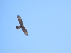 Parabuteo unicinctus unicinctus