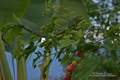 Polychrus gutturosus