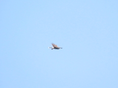 Parabuteo unicinctus unicinctus