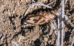 Euptoieta claudia