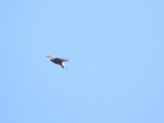 Parabuteo unicinctus unicinctus