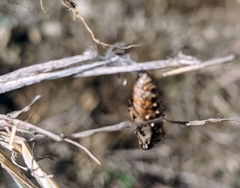 Euptoieta claudia