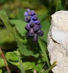 Muscari commutatum