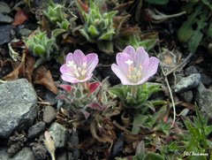 Epilobium subdentatum