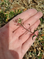 Capsella bursa-pastoris
