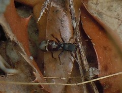 Leptorchestes mutilloides