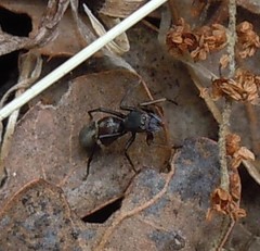 Leptorchestes mutilloides