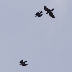Corvus monedula