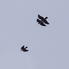 Corvus monedula