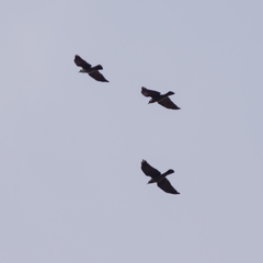 Corvus monedula
